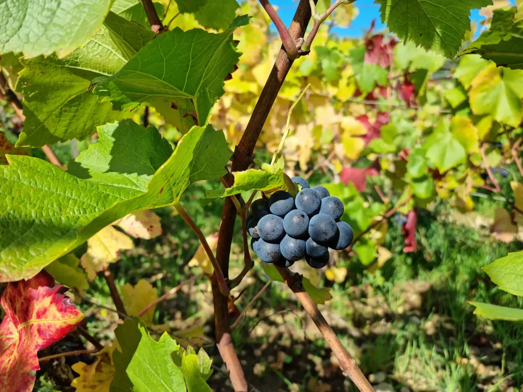 Salon des vins et de la gastronomie au gymnase de Pithiviers-le-Vieil